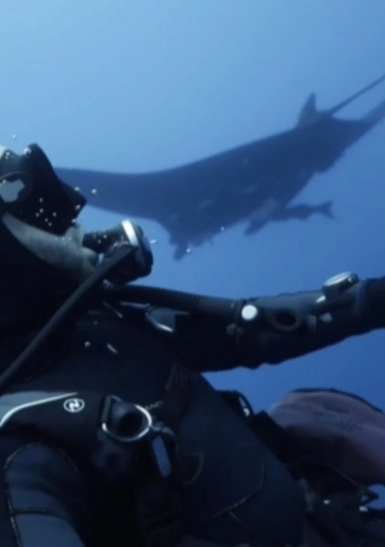 Mantarraya 1