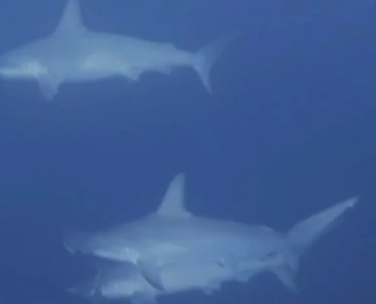Mantarraya 2