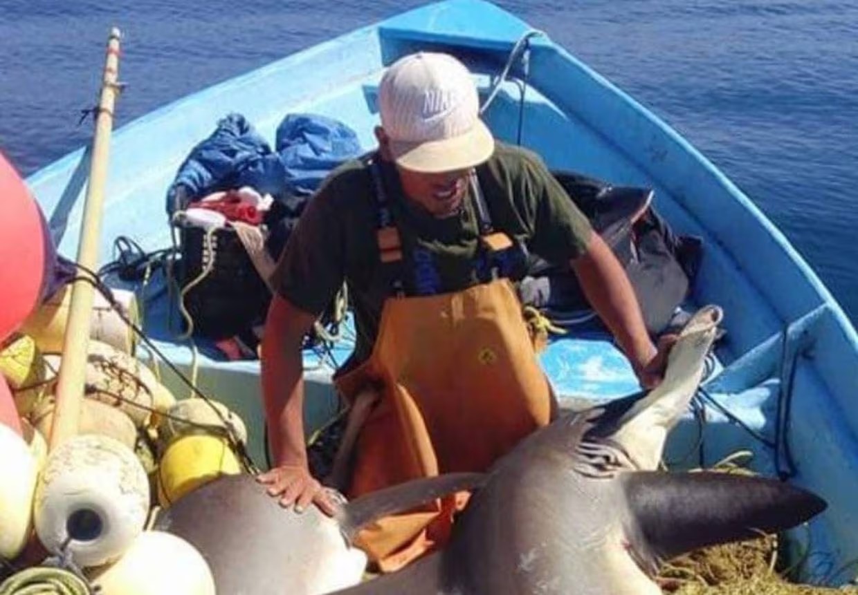 Imparcial - Tiburones
