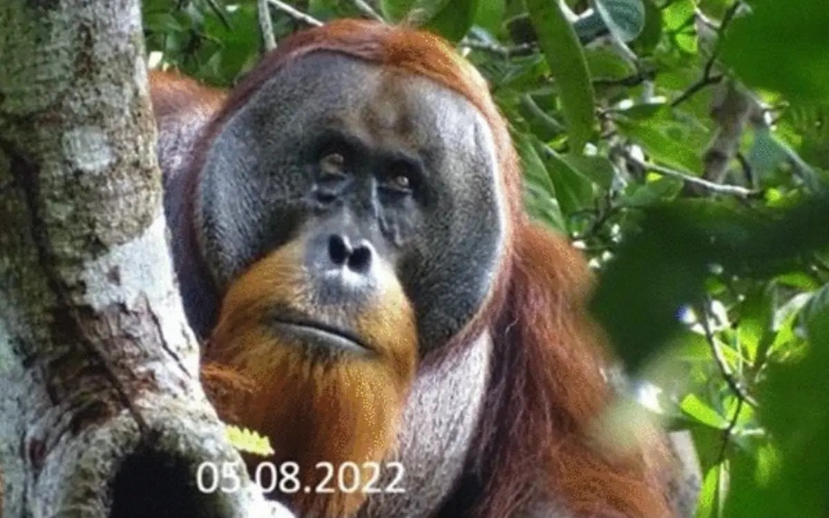 Orangutan - Aristegui