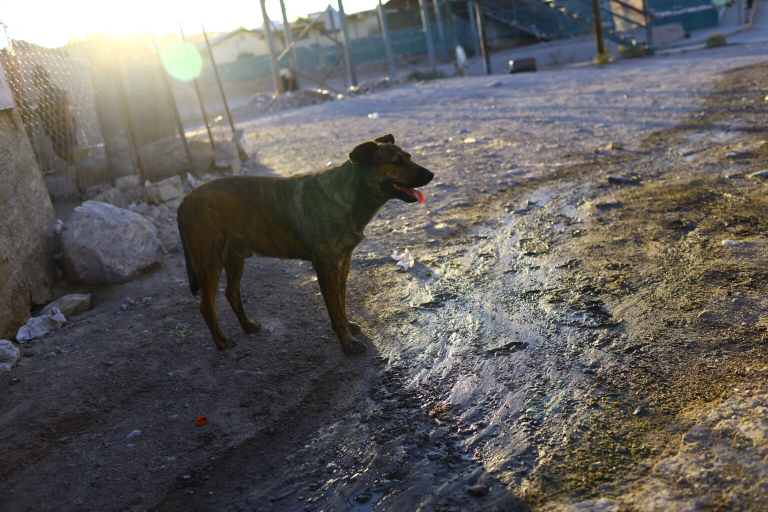 Perro calor