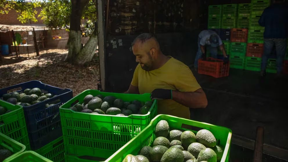 Aguacate - infobae