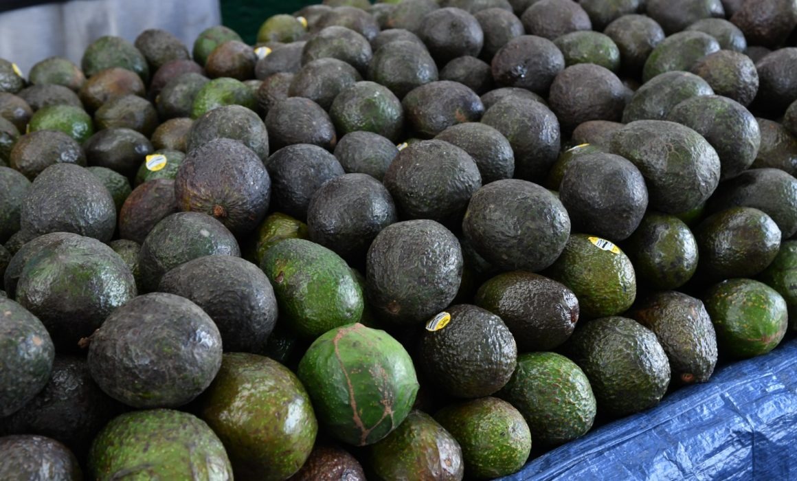 Aguacate - Quadratin