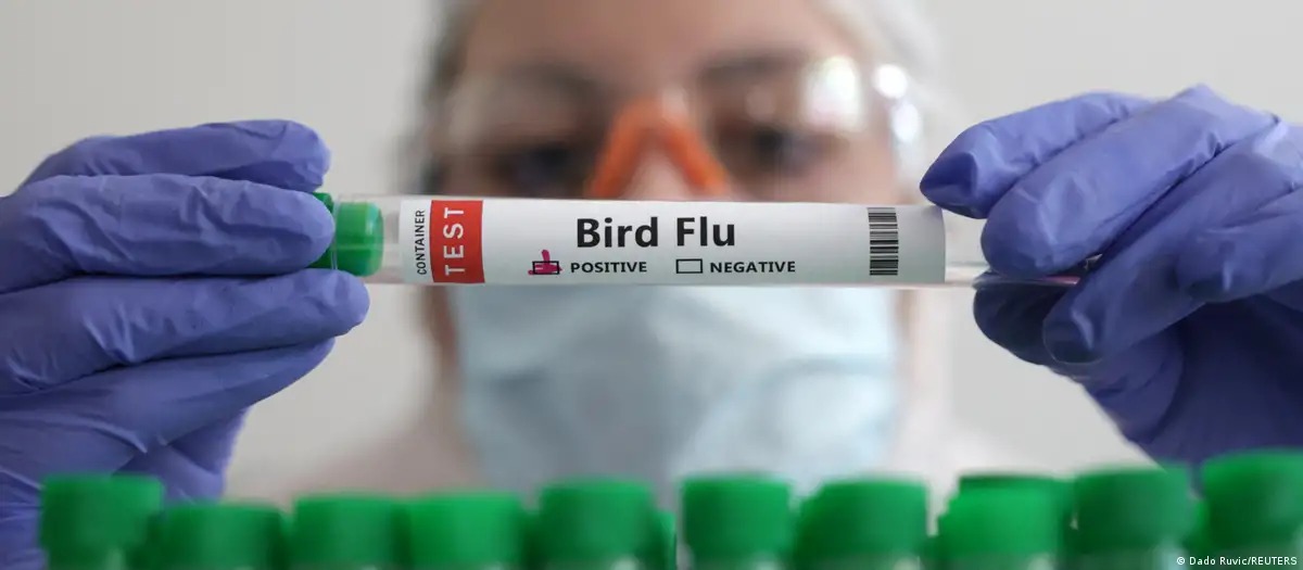 Bird flue - DW
