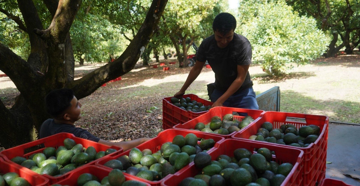 Inspectores de Aguacate - Latinus