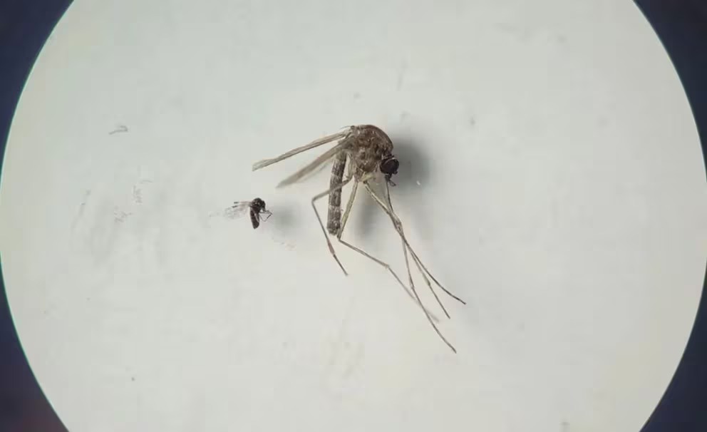Infobae Mosquito