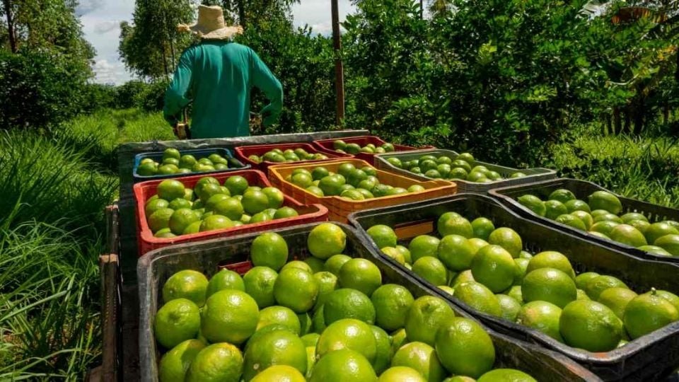 Limon - latinus