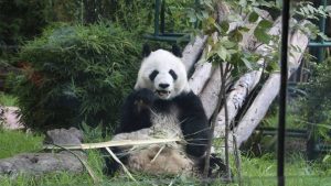 Panda Uno.tv