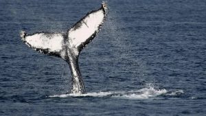 Ballenas - Milenio