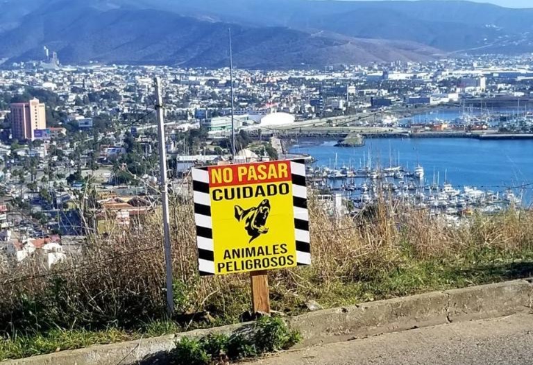 Van contra jaurías de perros