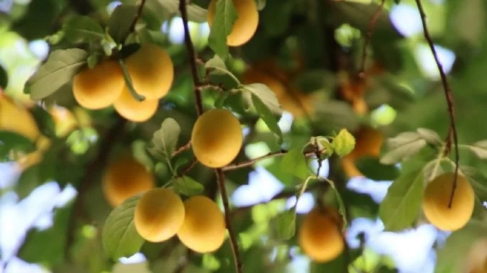 Arbol frutos - gastrolabweb