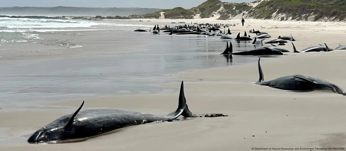 Delfines varados - DW