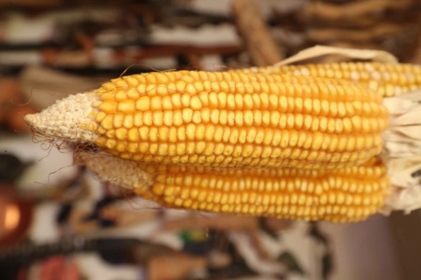 Corn La Jornada