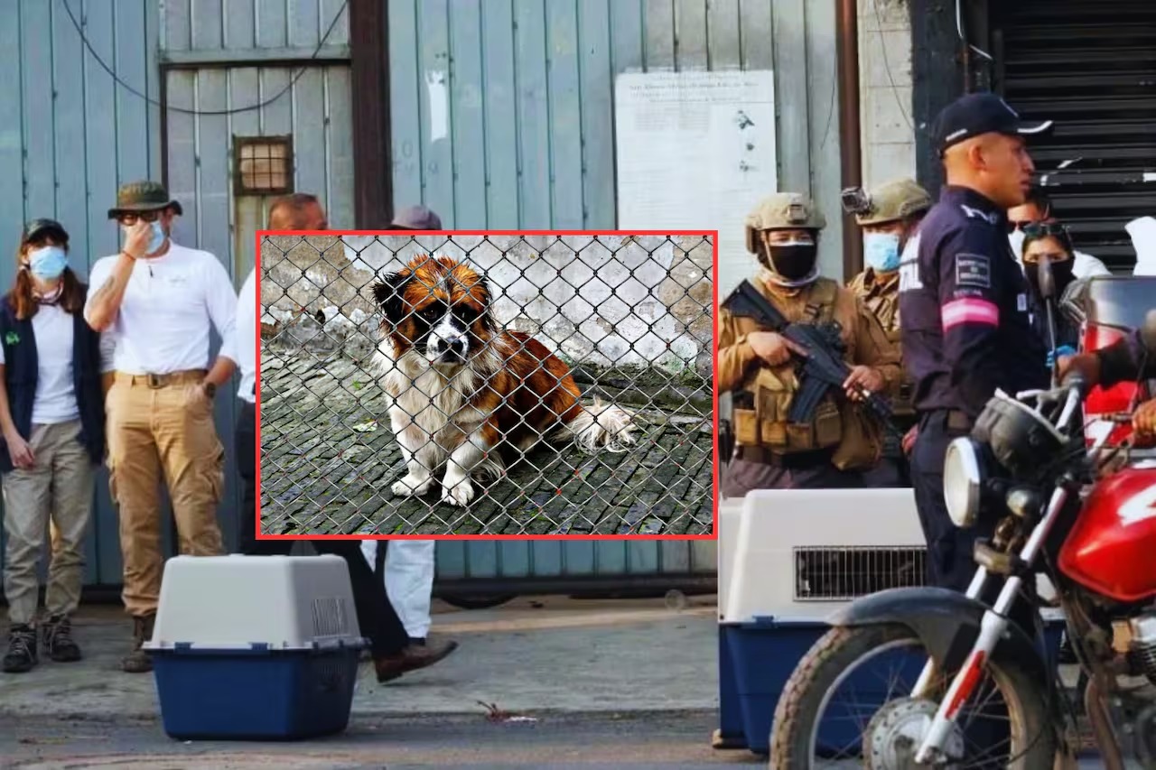 perros carniceria- El Imparcial