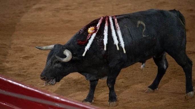 Corridas de toros proceso