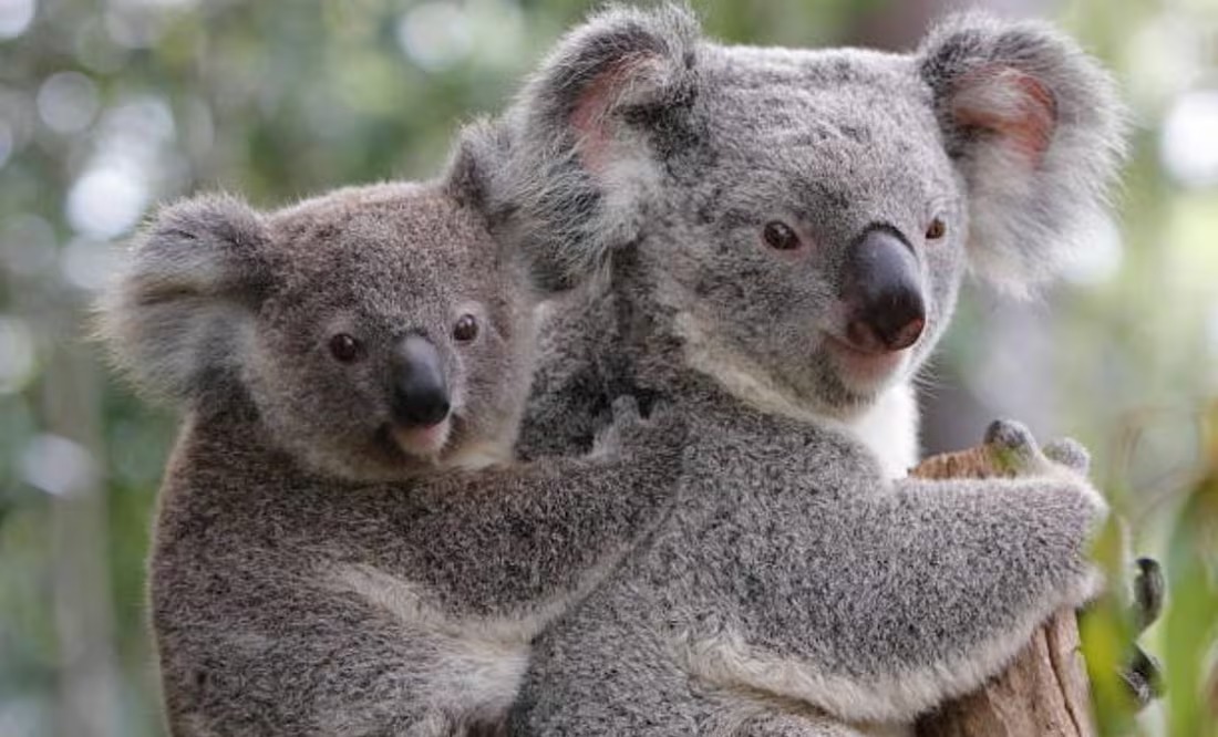 Koalas - el universal