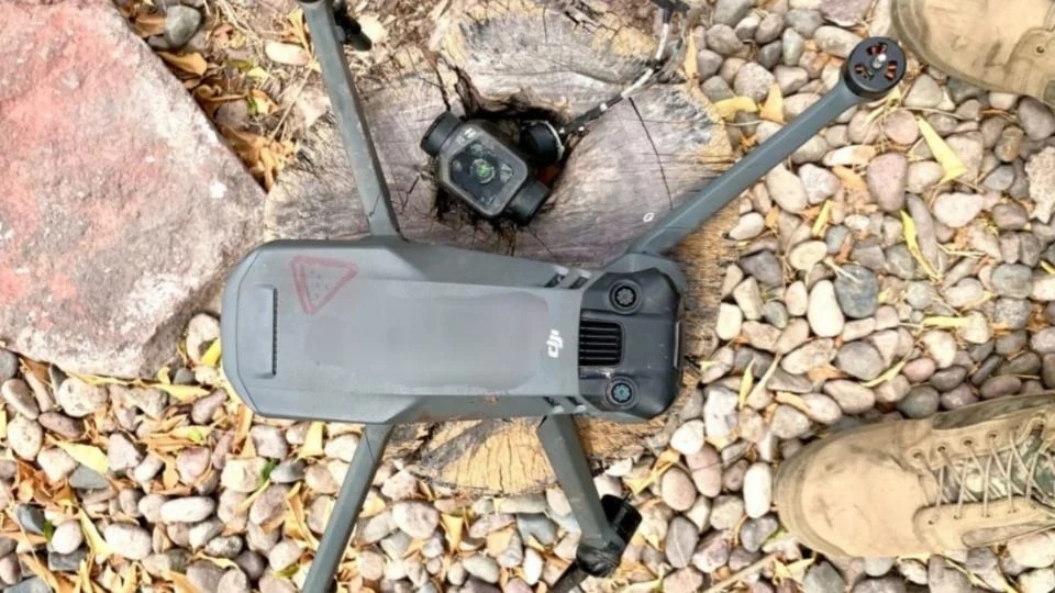 Dron latinus