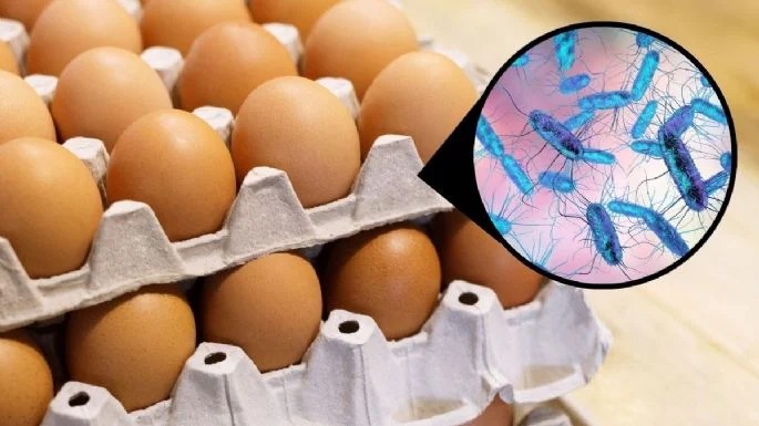 Huevos salmonella - terra